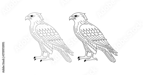 hawk birds illustration