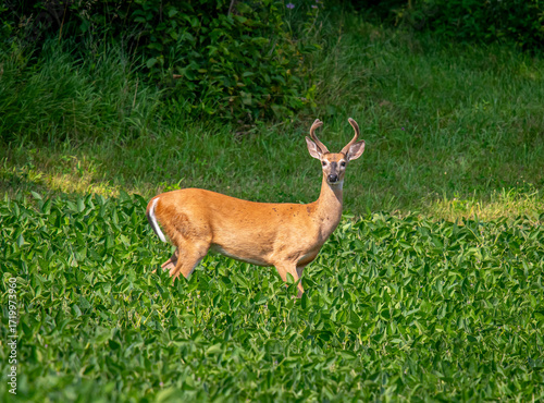 Summer-time Whitetail Buck