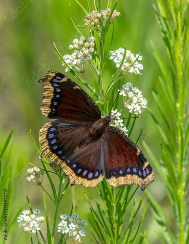 Mourning Cloak Butterfly