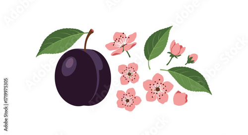 A ripe plum with delicate pink flowers and green leaves on a white background.