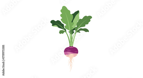 Healthy and delicious turnip root vegetable plant growing in soil with vibrant green leaves and purple and white bulb.