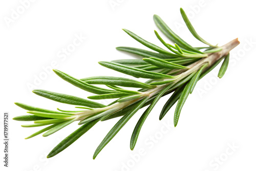 Fresh green rosemary sprig isolated on white background png isolated on a transparent background