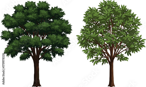 "Realistic vector illustration of two different green trees, dense foliage and light foliage, nature landscape, botanical detail, environmental concept"