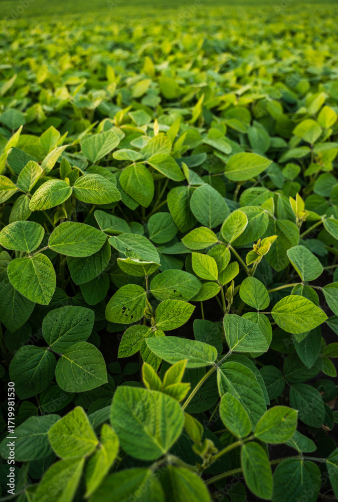Obraz premium Close-up of green soybean plants growing in agricultural farmland landscape
