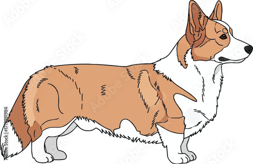 Cardigan Welsh Corgi dog standing side profile view illustration