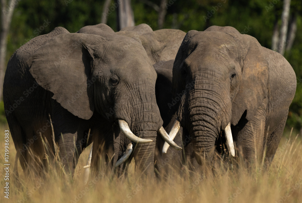 Obraz premium Closeup of majestic African elephants in Savannah, Masai Mara, Kenya