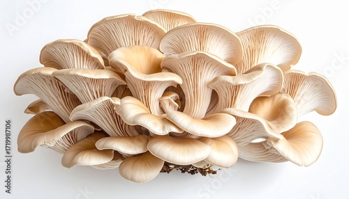 A cluster of oyster mushrooms layered caps realistic organic texture white background with natural shading

