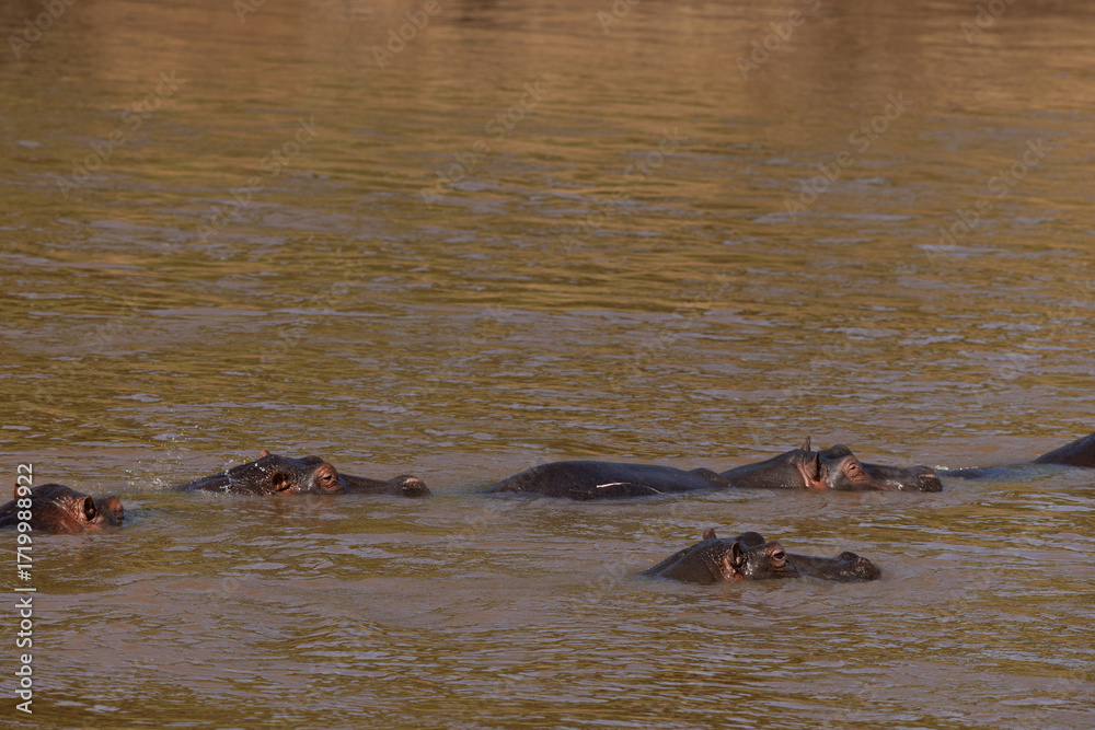 Fototapeta premium Hippopotamus lying in the river at Masai Mara, Kenya