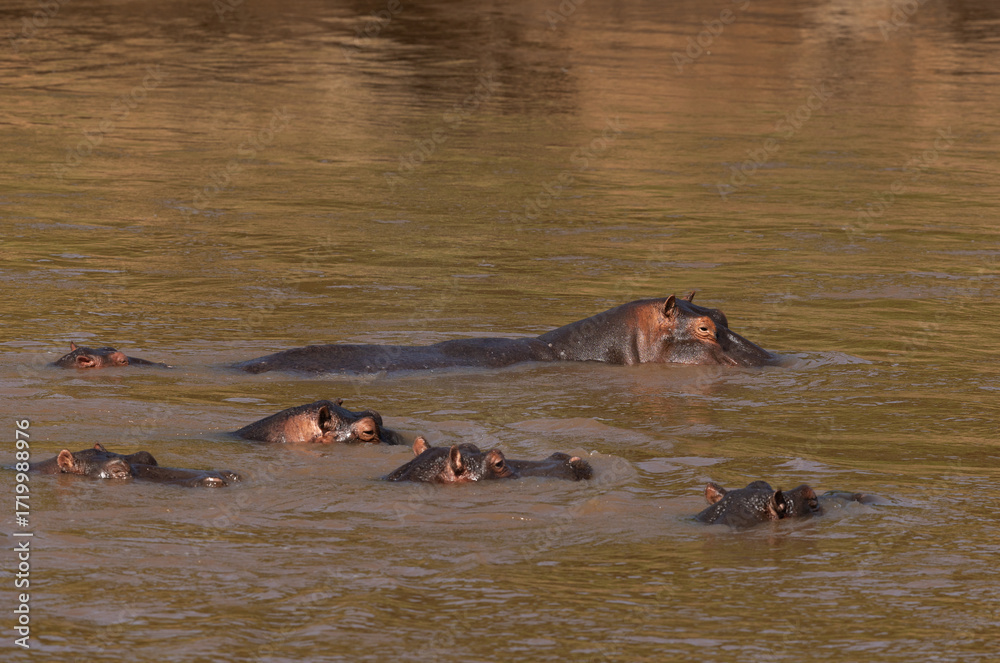 Fototapeta premium Hippopotamus lying in the river at Masai Mara, Kenya