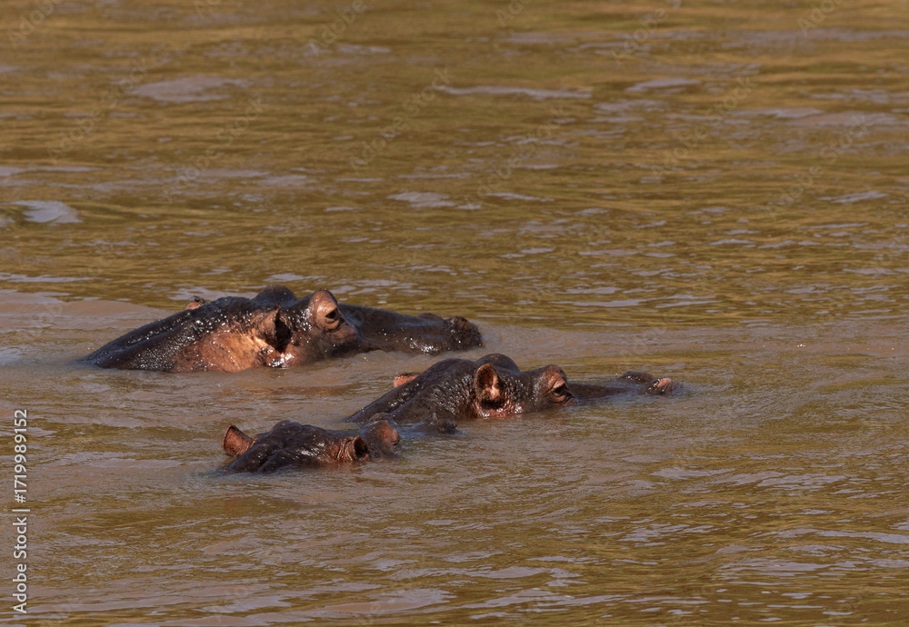 Fototapeta premium Hippopotamus lying in the river, Masai Mara, Kenya