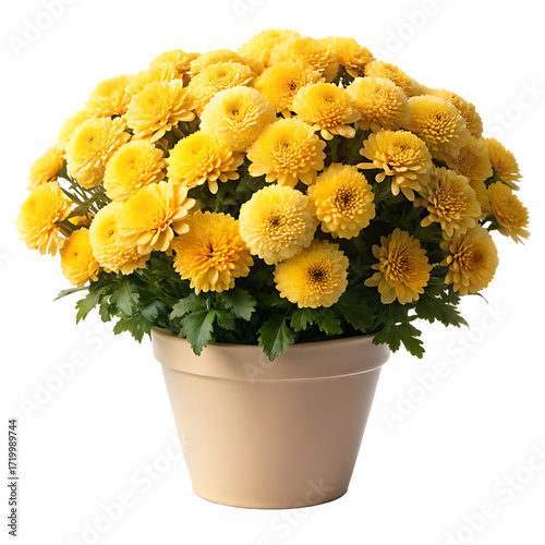 Yellow mums in a cream pot isolated on a transparent background chrysanthemum flowers 1