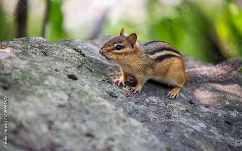 Close-up of an Eastern chipmunk on a rock in natural habitat