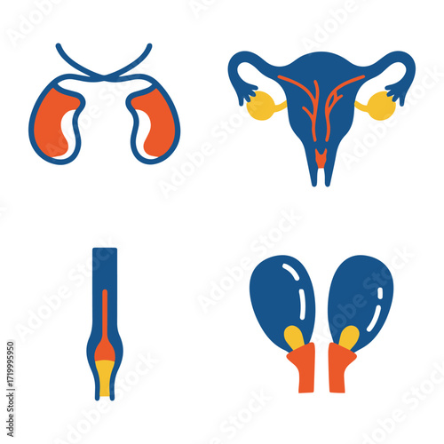 Human reproductive and glandular organs, including male and female anatomy diagrams in a flat design style.