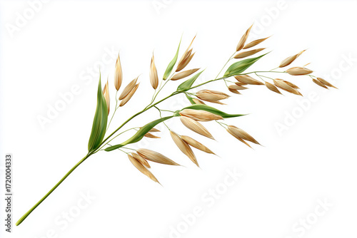A single oat stalk, 3D render, isolated on a white background.