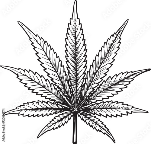 Weed Cannabis Marijuana Plant Leaf Hand-drawn Vector Illustration, Sketch Drawing Doodle Line Linear Symbol Icon Engraving Coloring Book, Black and White Isolated