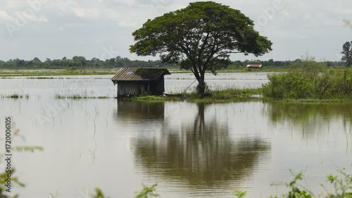 Tranquil Reflection of a Wooden Hut and Tree in Flooded Landscape