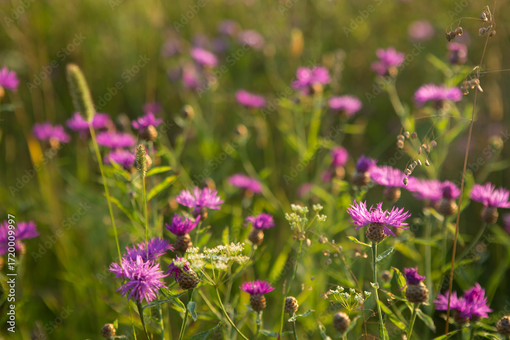 custom made wallpaper toronto digitalPink wildflowers in the evening sun