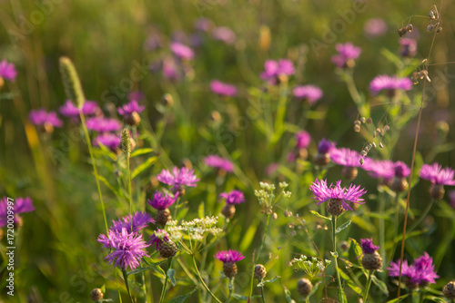 Wallpaper Mural Pink wildflowers in the evening sun Torontodigital.ca