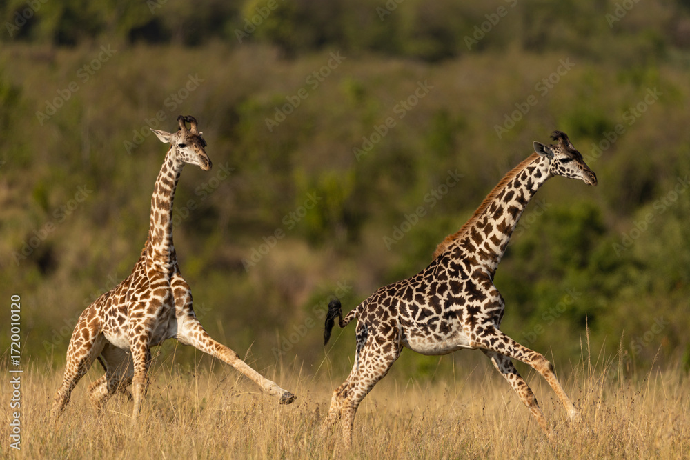 Fototapeta premium giraffe in the savannah