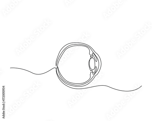 Human eye ball anatomy outline illustration. Continuous line drawing of human eyeball.