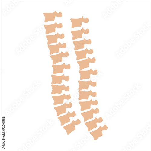Vector spine
