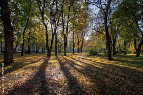 Sunlit Park with Tall Trees and Fallen Leaves in Autumn Light and Shadows