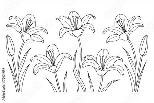 Lily flowers coloring page for kids activity and adult relaxation projects