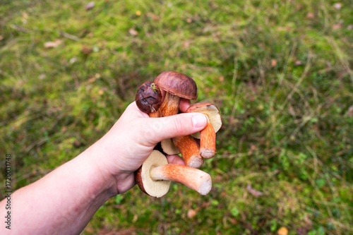 A hand holding edible mushrooms collected in the forest during the season.
