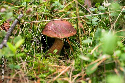 Edible mushrooms growing in the forest during mushroom season.