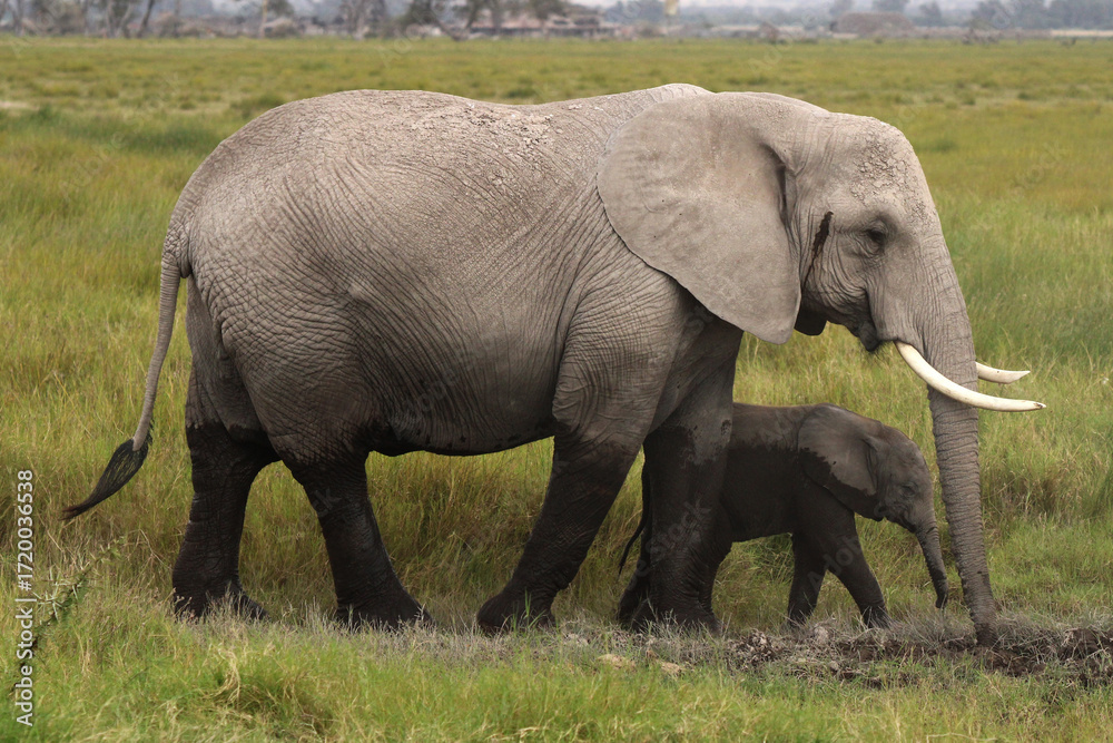 Fototapeta premium Elephant and Baby