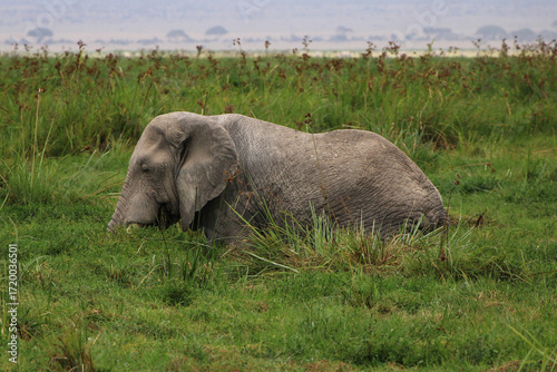 Photography elephant in the grass