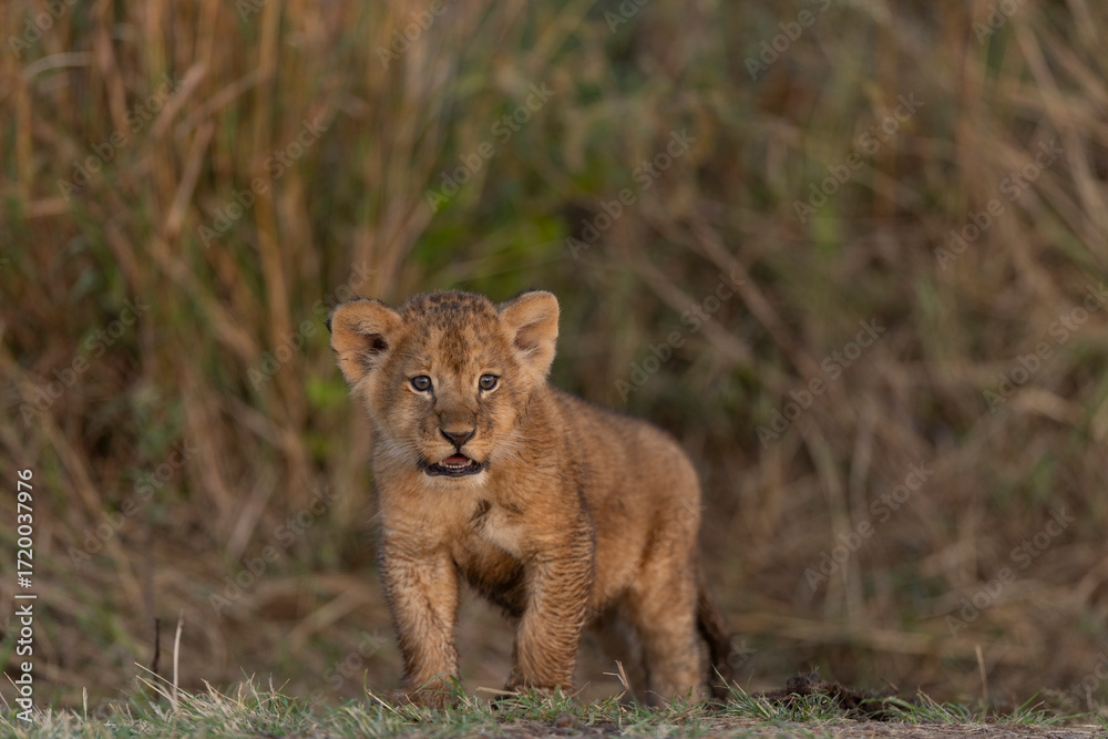 Fototapeta premium lion cub panthera leo