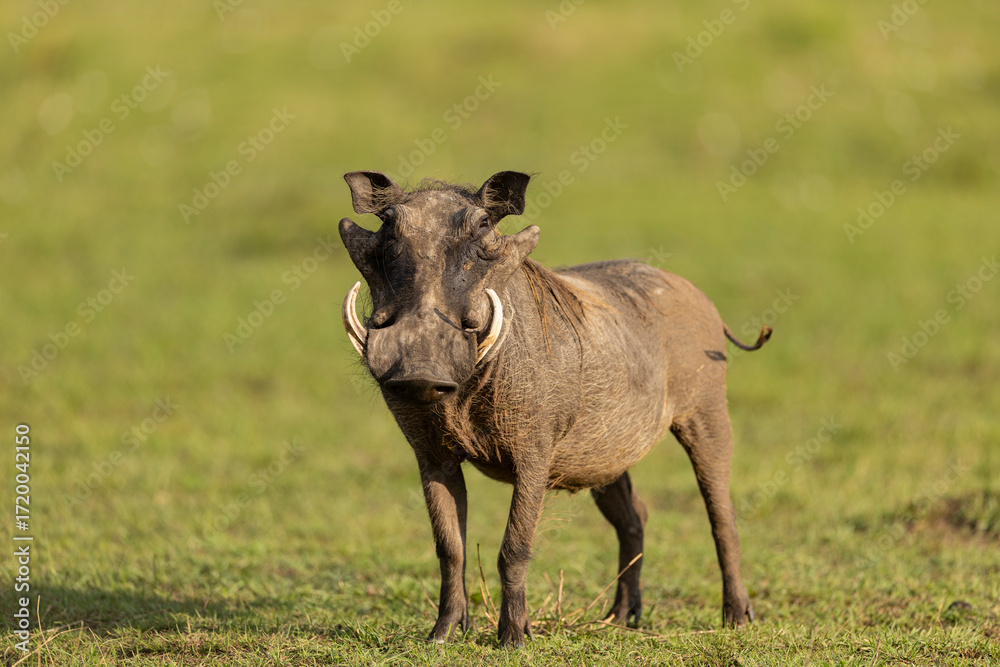Fototapeta premium warthog in the savannah