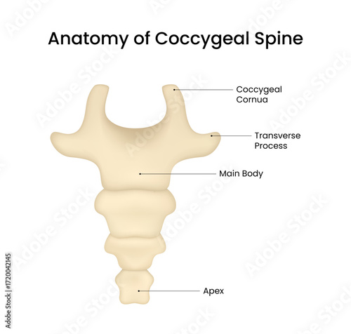 Anatomy of Coccygeal Spine Structure and Components