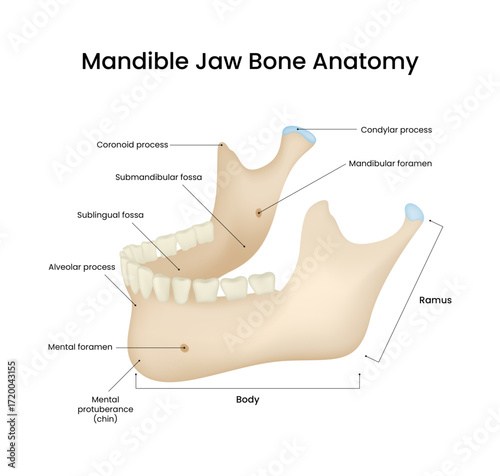 Mandible Jaw Bone Anatomy 3d Style