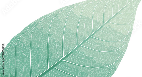 Delicate leaf vein detail in soft pastel green, perfect for natural health concepts or environmental design projects and botanical themes