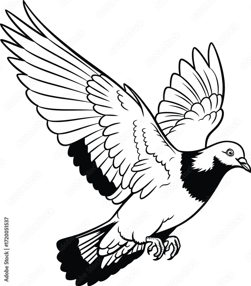 Fototapeta premium Flying pigeon with outstretched wings on a white background