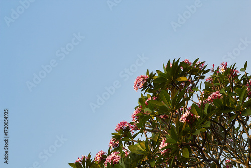 Pink Plumeria (Frangipani) flowers against blue sky