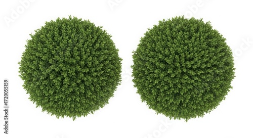Two spherical green bushes isolated on white background