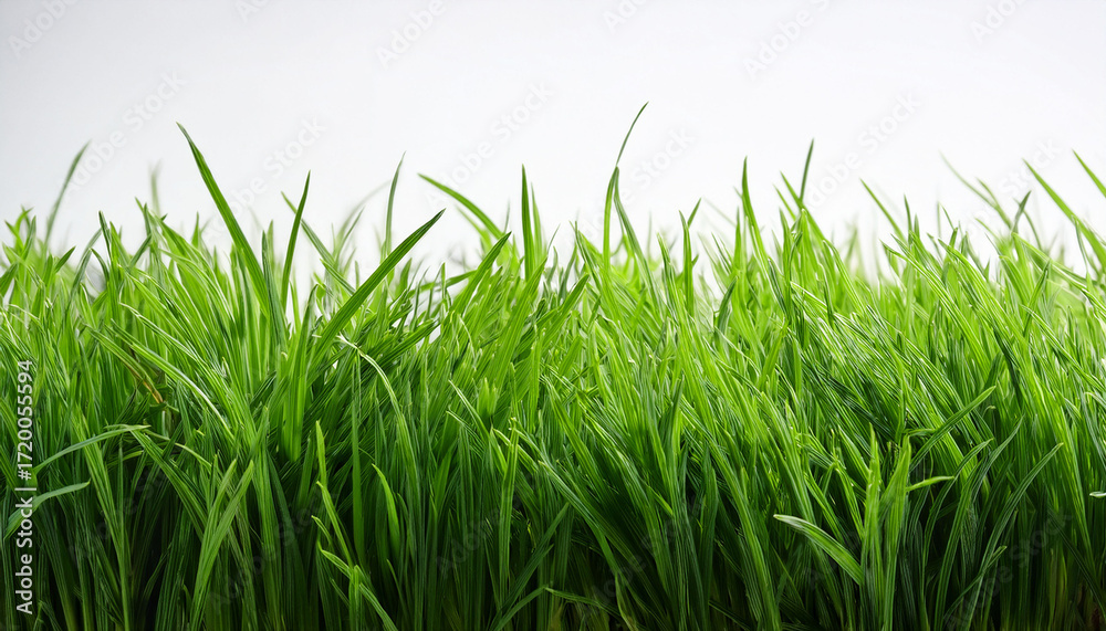 Fototapeta premium Vibrant Green Grass Texture Against White Background