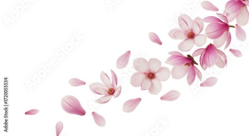 Pink magnolia flowers and petals scattered against a white background