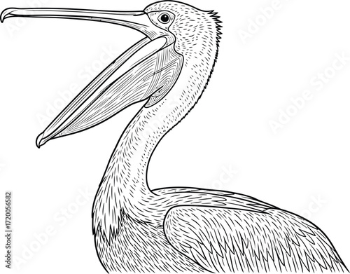 Detailed pelican illustration with open beak on plain background