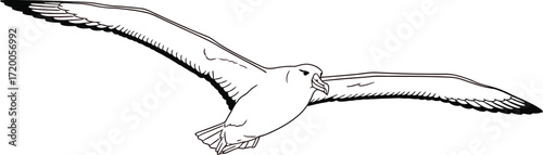 Flying fulmar bird with outstretched wings on a gradient sky
