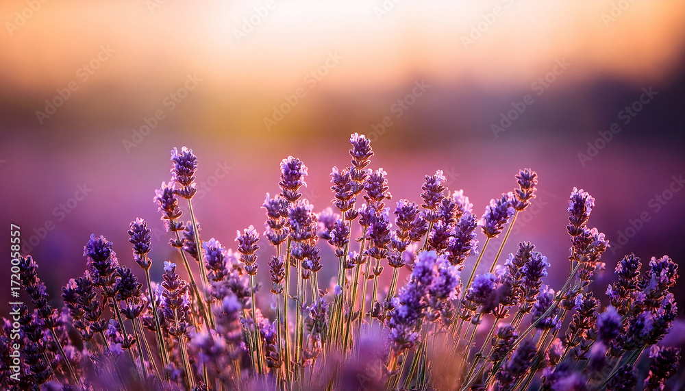 Naklejka premium Lavender Flowers Detail And Blurred Background With Beautiful Sunset Color Effect