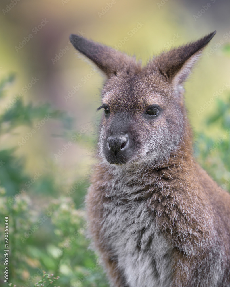 Fototapeta premium Red-necked wallaby or Bennett's wallaby (Notamacropus rufogriseus) closeup portrait