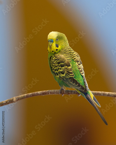 Male parakeet (Melopsittacus undulatus) with yellow and green feathers perched on narrow bare tree branch