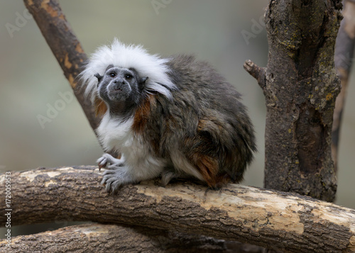 Cotton-top tamarin full body portrait sitting on bare tree branch in forest