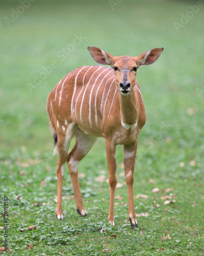Female Nyala antelope full body portrait standing on green grass
