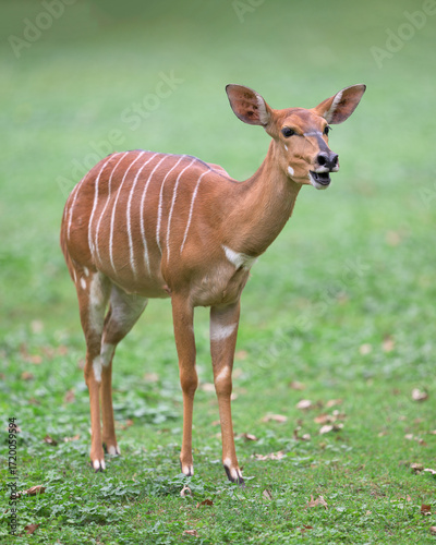 Female Nyala antelope full body portrait with open mouth standing on green grass