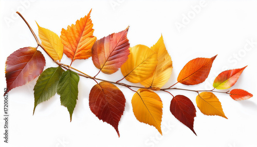 Autumn Twig With Colorful Leaves In A Seasonal Arrangement Isolated On White Or Transparent Background